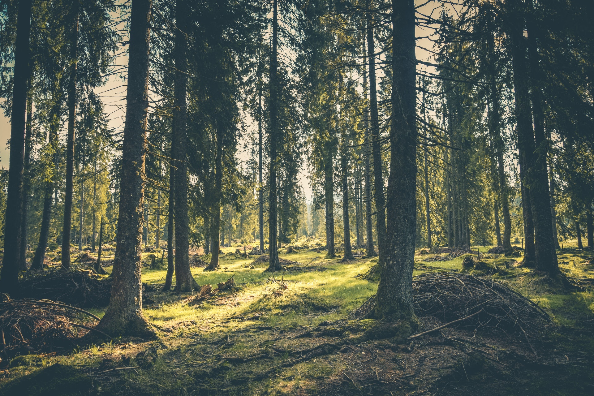 Forest background
